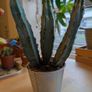 Stunning Blue Myrtle Cactus Healthy, 3-Stem Specimen Image 3