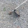 gardencare strimmer Image 4