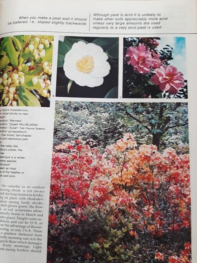 vintage new book flowers for everywhere 1974
