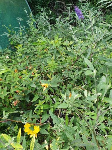Portugeuse Laurel Hedging