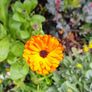Garden Plants - mixed Image 2
