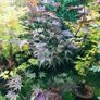 Japanese acers - wide selection Image 5
