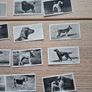 vintage cigarette cards from the "Champion Dogs" Image 5