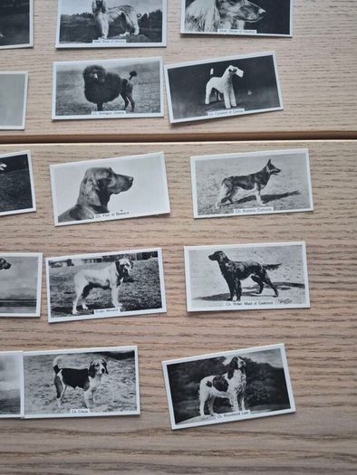 vintage cigarette cards from the "Champion Dogs"