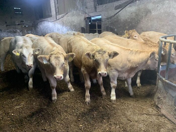 20 super u nd e grade heifers