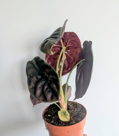 Alocasia Cuprea Red Secret Plant