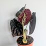 Alocasia Cuprea Red Secret Plant Image 4