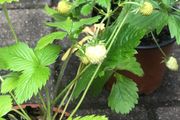 10 white strawberries plants