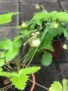 10 white strawberries plants