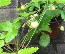 10 white strawberries plants