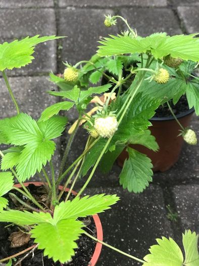 10 white strawberries plants