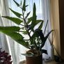 Plant Image 3