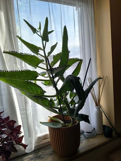 Plant