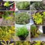 Sedum Mexicanum Image 3