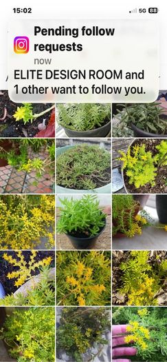 Sedum Mexicanum
