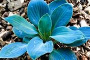 Hosta Baby Blue SALE