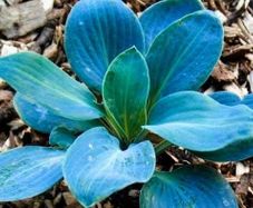 Hosta Baby Blue SALE