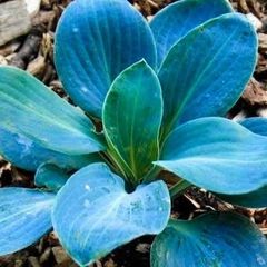 Hosta Baby Blue SALE