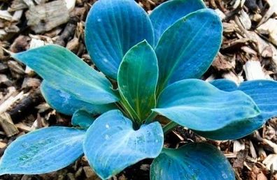 Hosta Baby Blue SALE