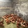 lovely hens Image 3