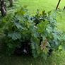 Potted young Sycamore trees Image 6