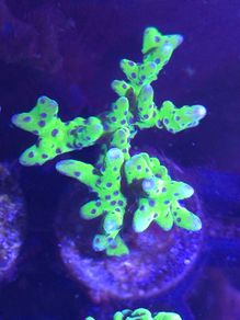 Anacropora Green Goblin Frag