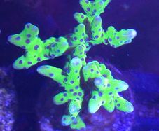 Anacropora Green Goblin Frag