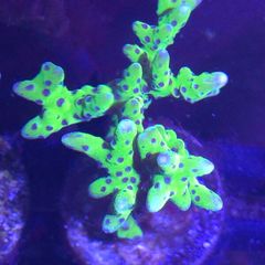 Anacropora Green Goblin Frag