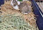 rabbit