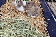 rabbit