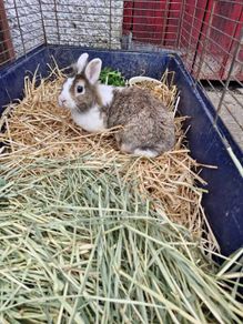 rabbit