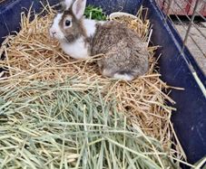 rabbit
