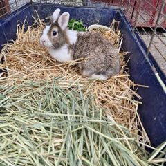 rabbit