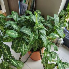 household plants