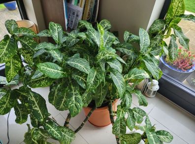 household plants