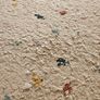 free rug Image 2