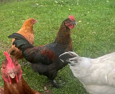 Roosters
