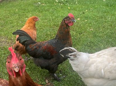 Roosters