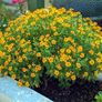 (M) Signet Marigold Golden Gem seeds 0.2g (414505) Image 2