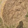 Organic meadow hay Image 3
