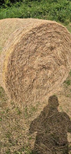 Organic meadow hay