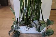 Sansevieria Laurentii planter