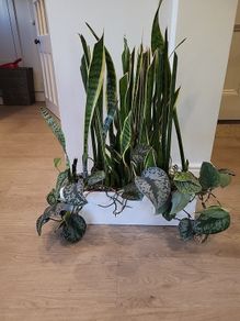 Sansevieria Laurentii planter