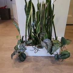 Sansevieria Laurentii planter