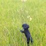 Handmade Felt Schnauzer (Woollen Black Dog) Image 3