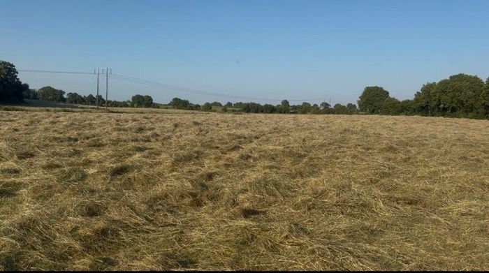 Top Quality Horse Hay 2026
