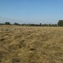 Top Quality Horse Hay 2026 Image 5