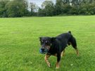 Dog home boarding Image 5