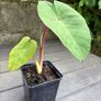 colocasia esculenta pink china Image 5
