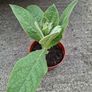 Verbascum thapsus (Common Mullein) Image 4